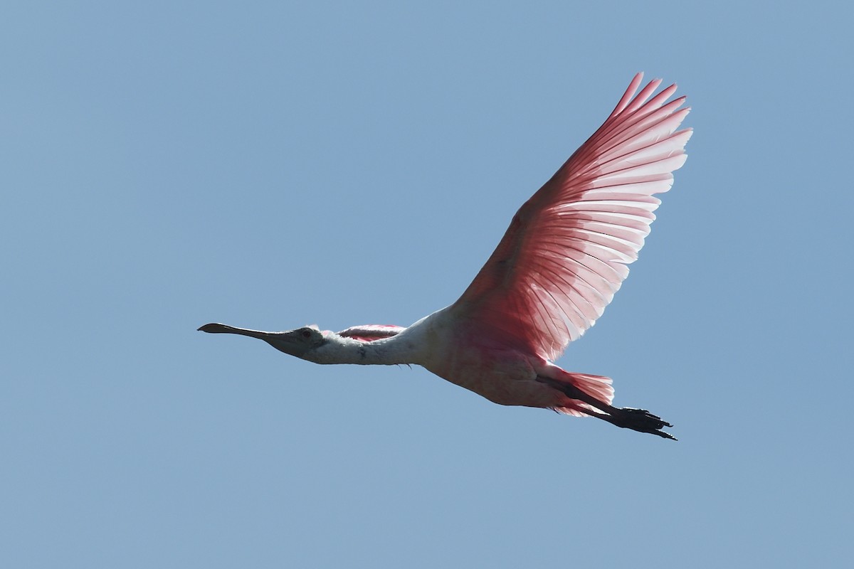 Roseate Spoonbill - ML636837665