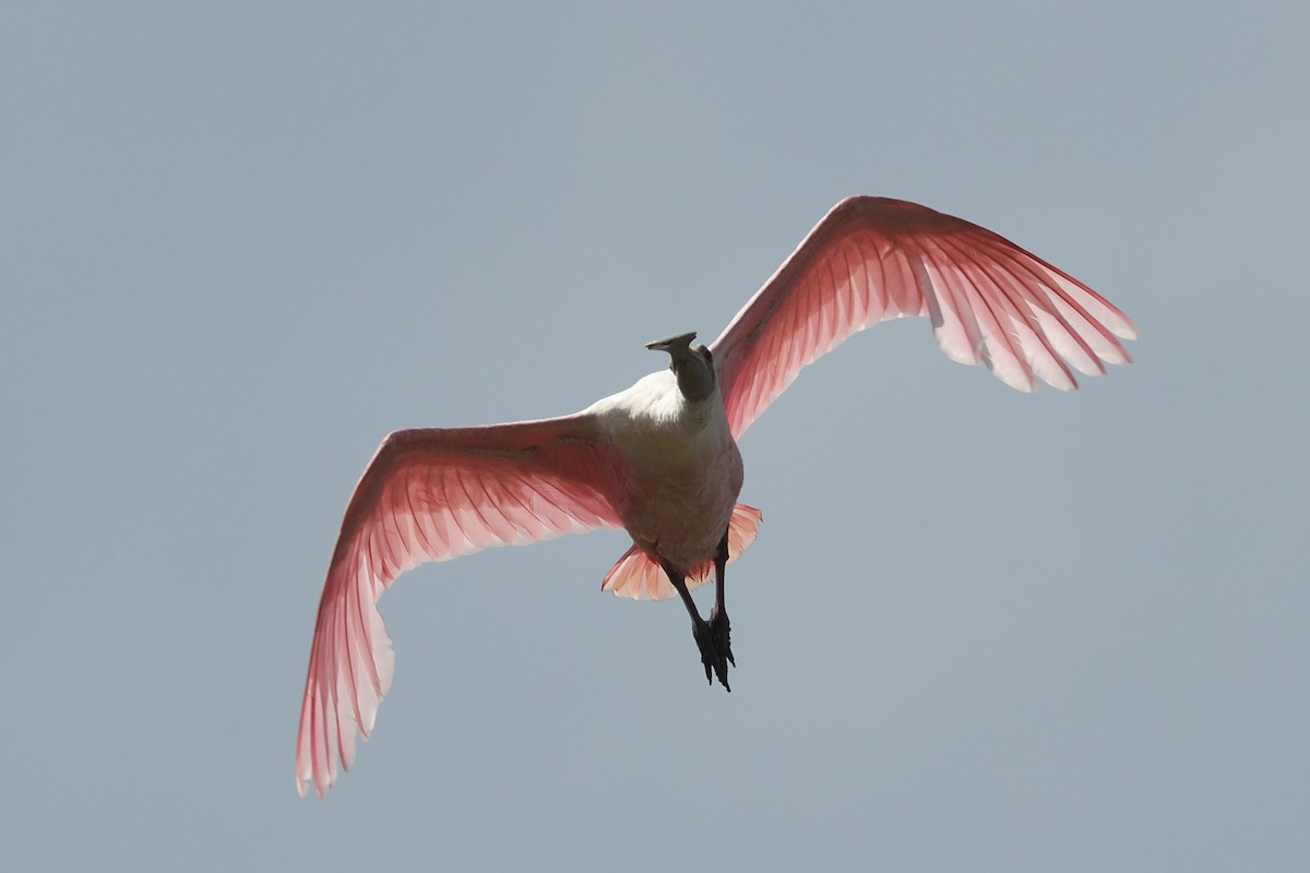 Roseate Spoonbill - ML636837671