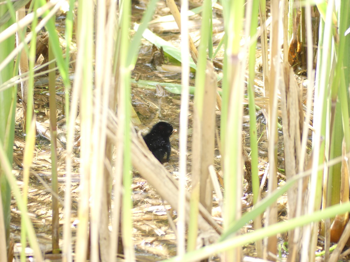 Virginia Rail - ML636837697