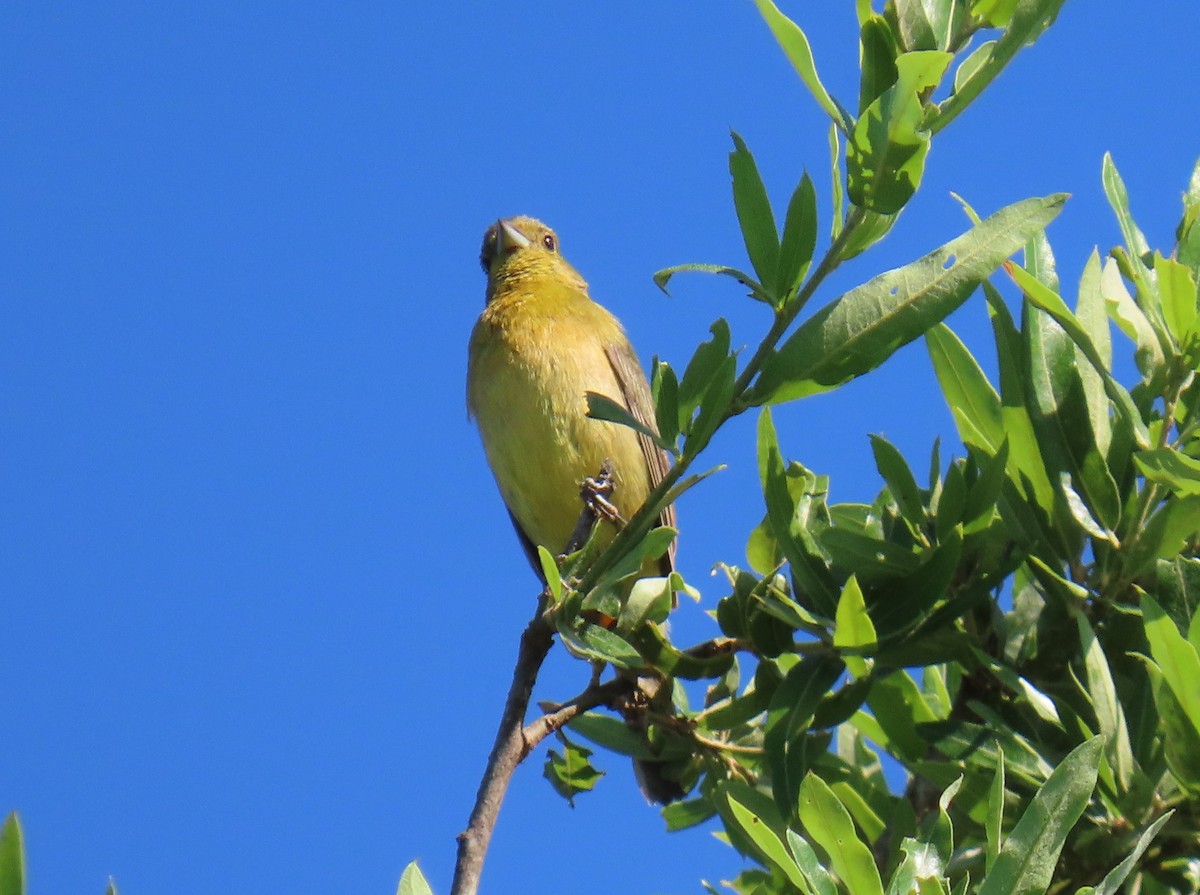 Painted Bunting - ML636837704