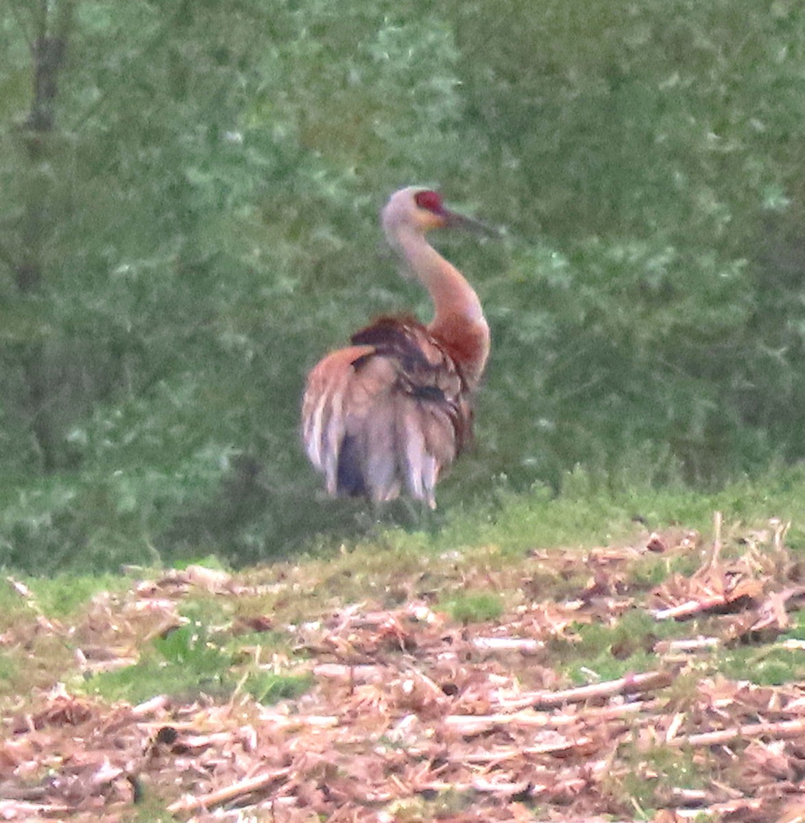 Sandhill Crane - ML636837752