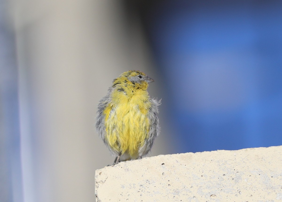 Bright-rumped Yellow-Finch - ML636837756