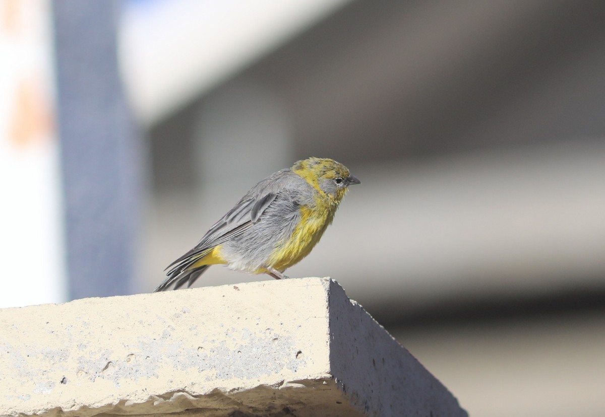 Bright-rumped Yellow-Finch - ML636837757