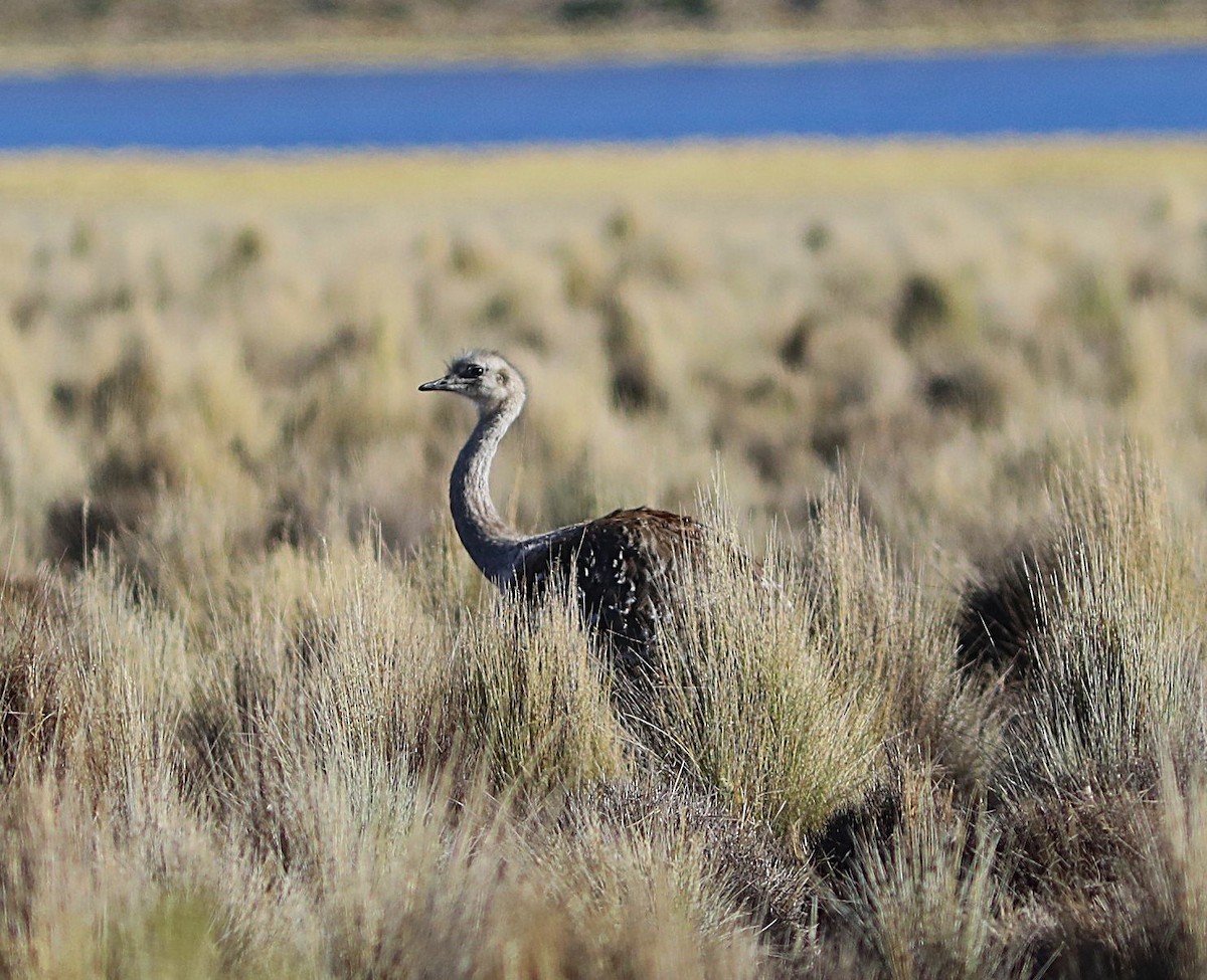 Lesser Rhea (Puna) - ML636837780