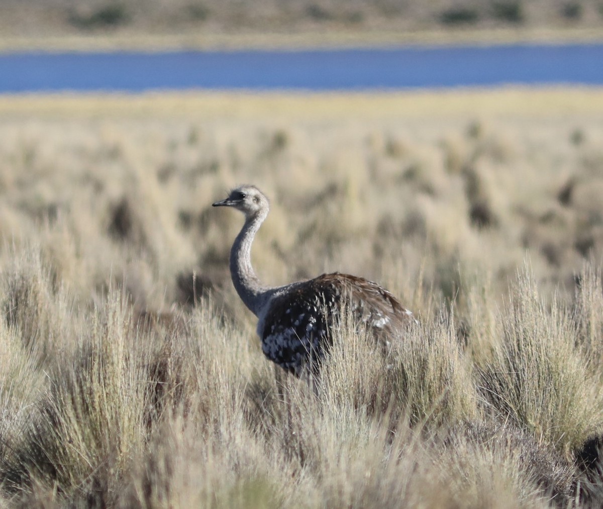 Lesser Rhea (Puna) - ML636837781