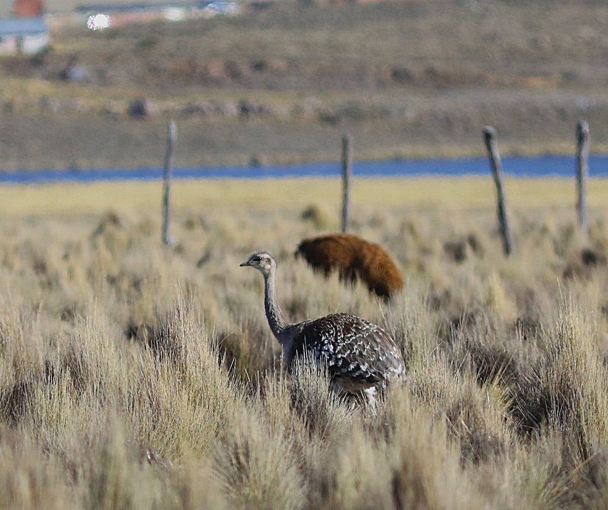 Lesser Rhea (Puna) - ML636837782