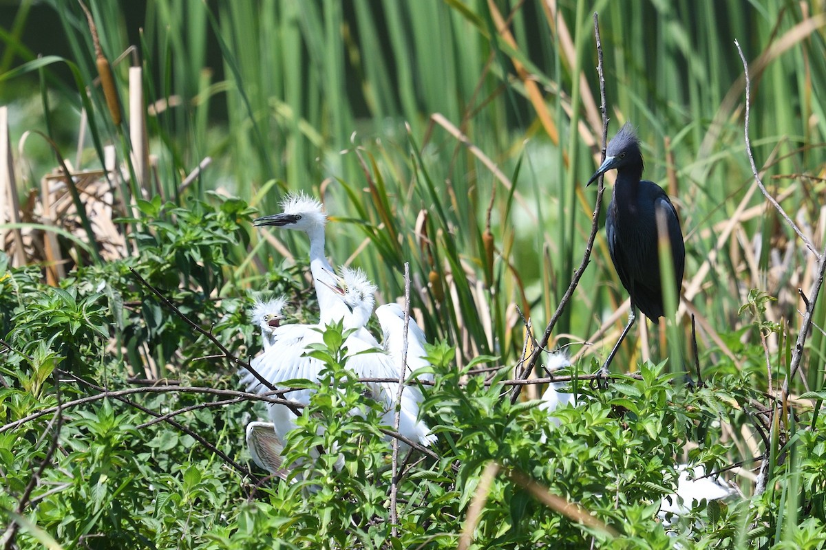 Little Blue Heron - ML636837826