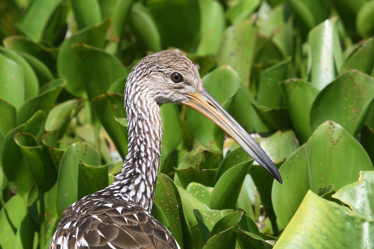 Limpkin - ML636837856