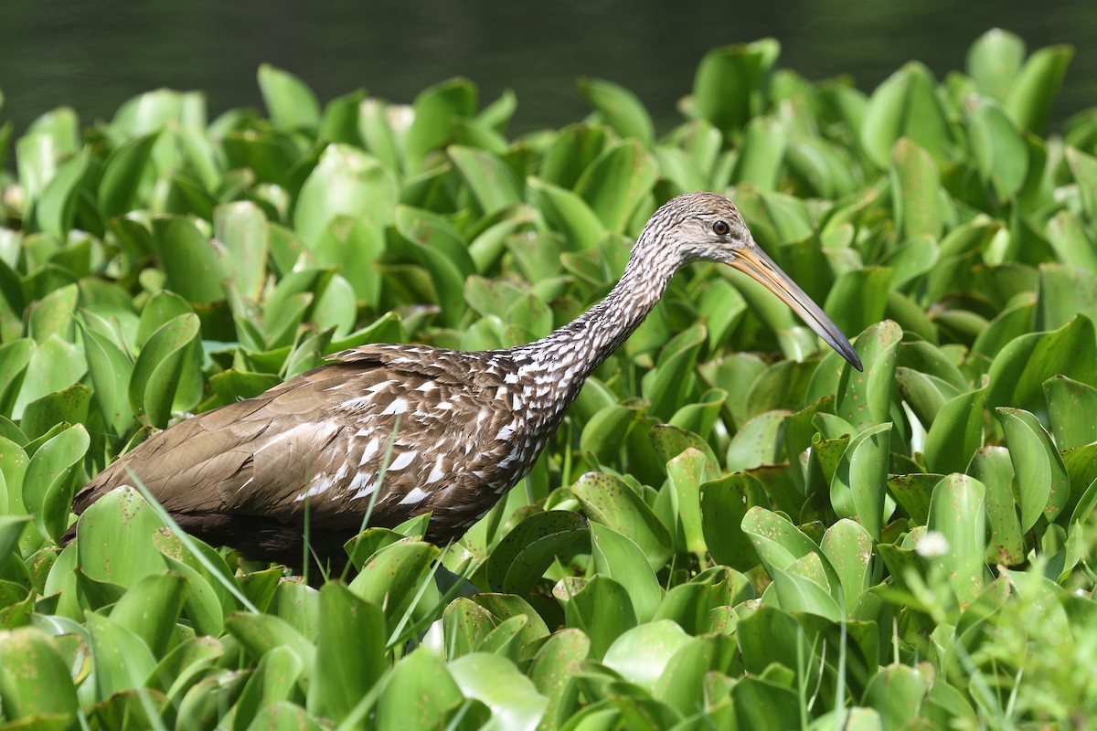 Limpkin - ML636837857