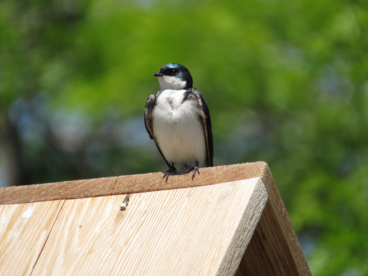 Tree Swallow - ML636837858