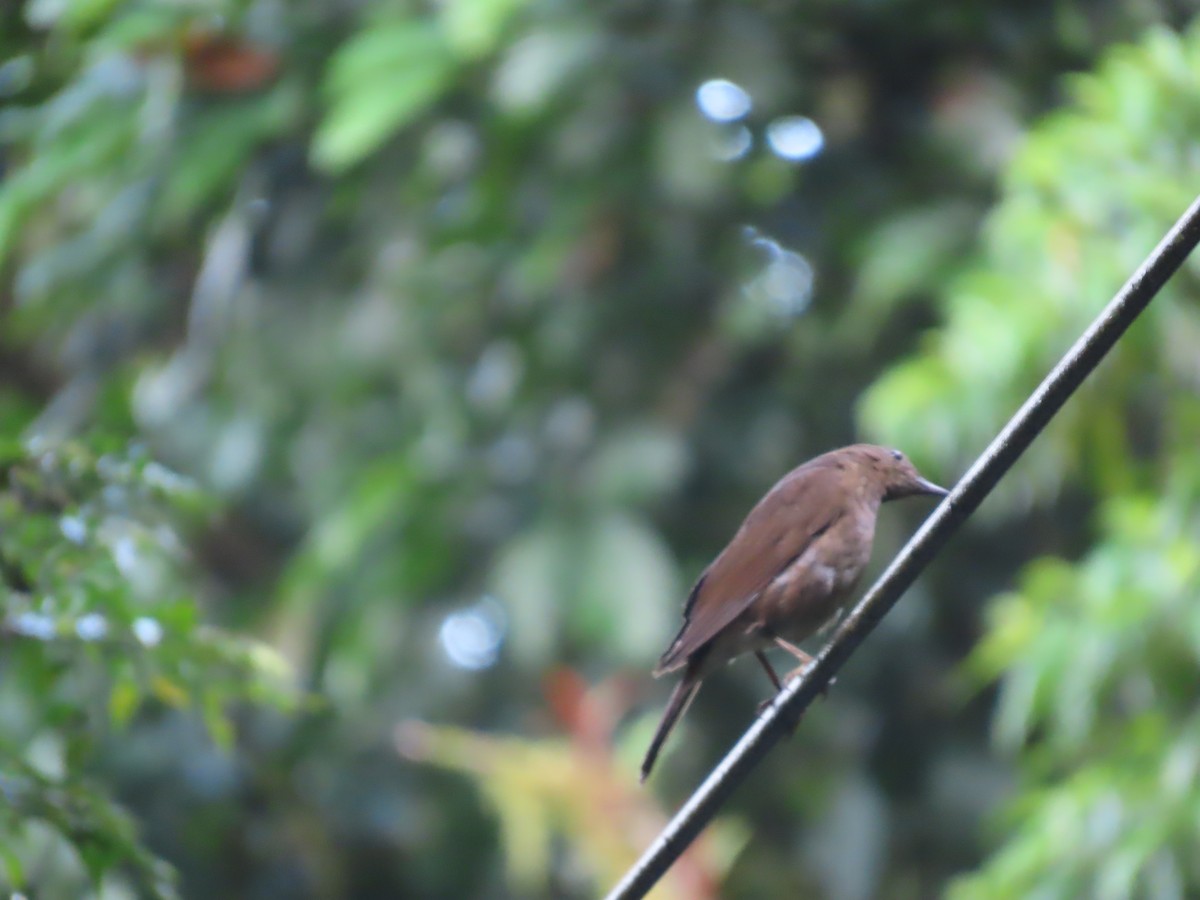 Pale-vented Thrush - ML636837874