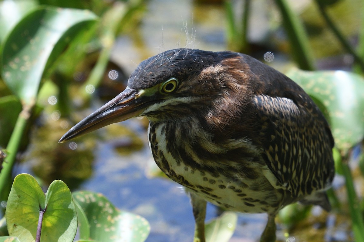 Green Heron - ML636837877