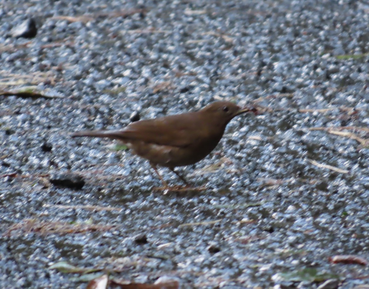 Pale-vented Thrush - ML636837913