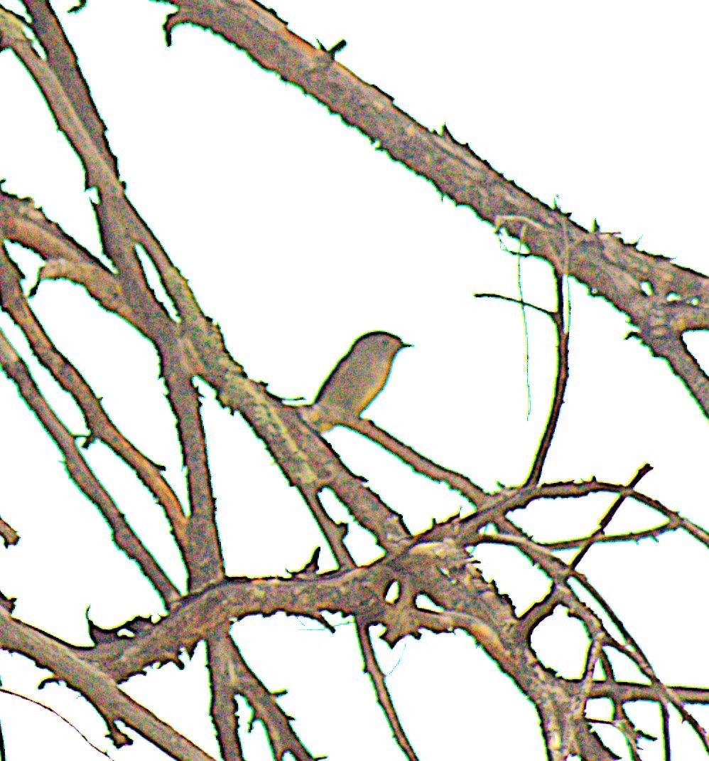 Buff-breasted Flycatcher - ML636837914