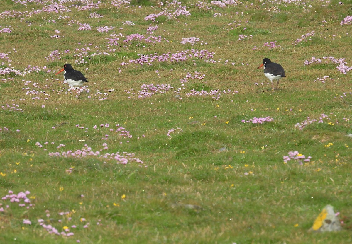 Eurasian Oystercatcher - ML636838080