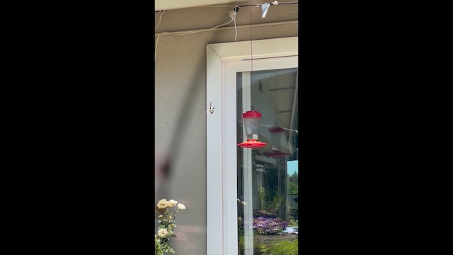 Black-chinned Hummingbird - ML636838118