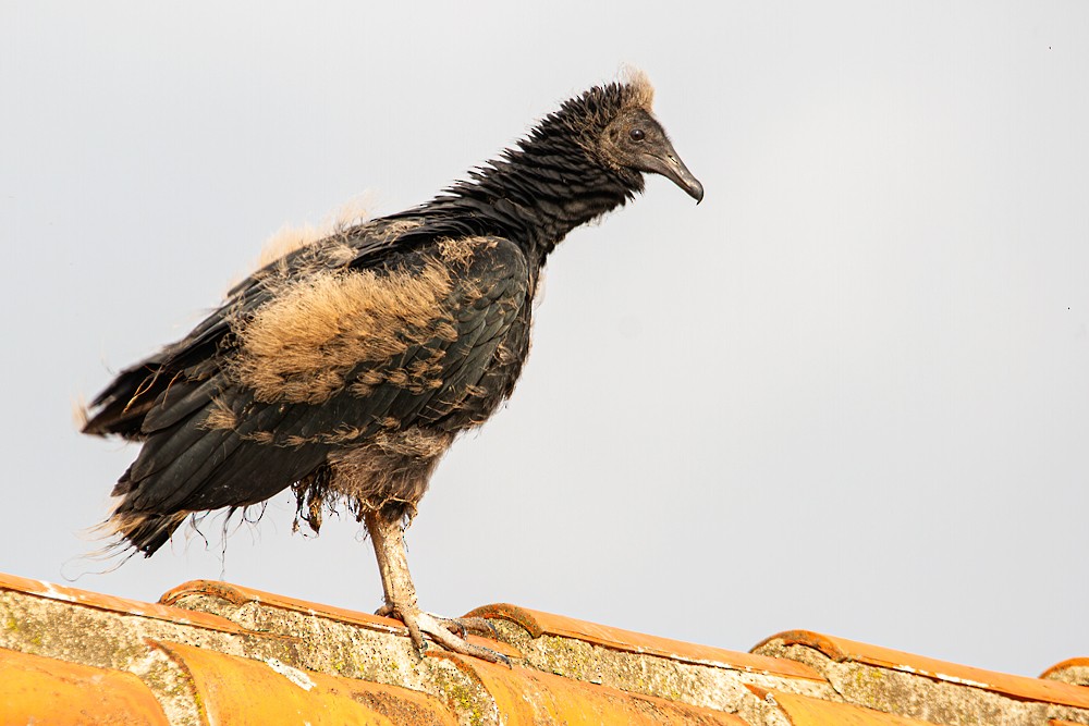 Black Vulture - ML636838190