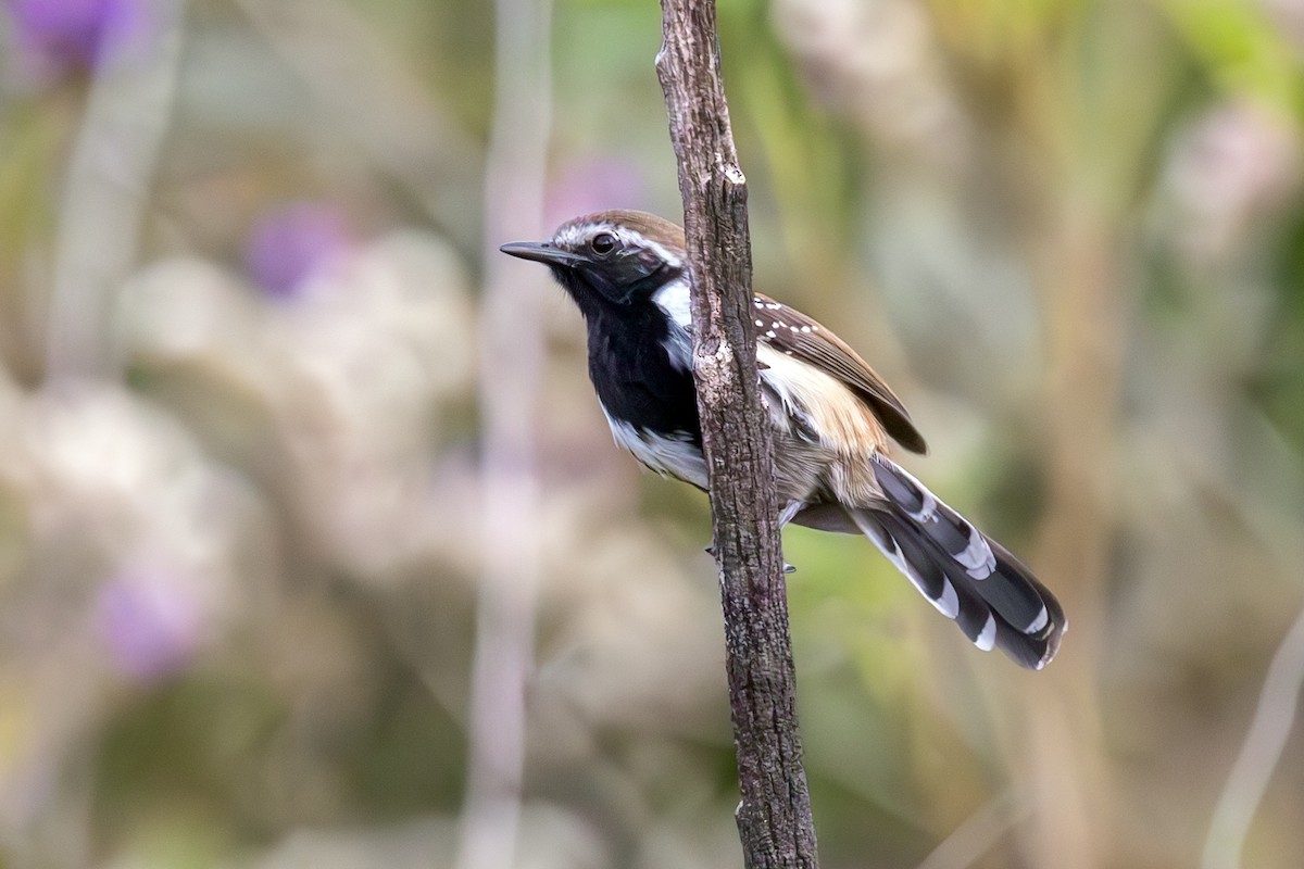 Rusty-backed Antwren - ML636838196
