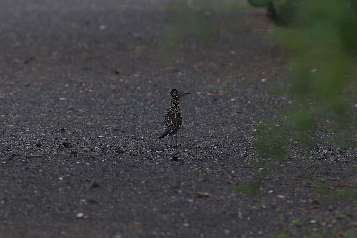 Greater Roadrunner - ML636838324