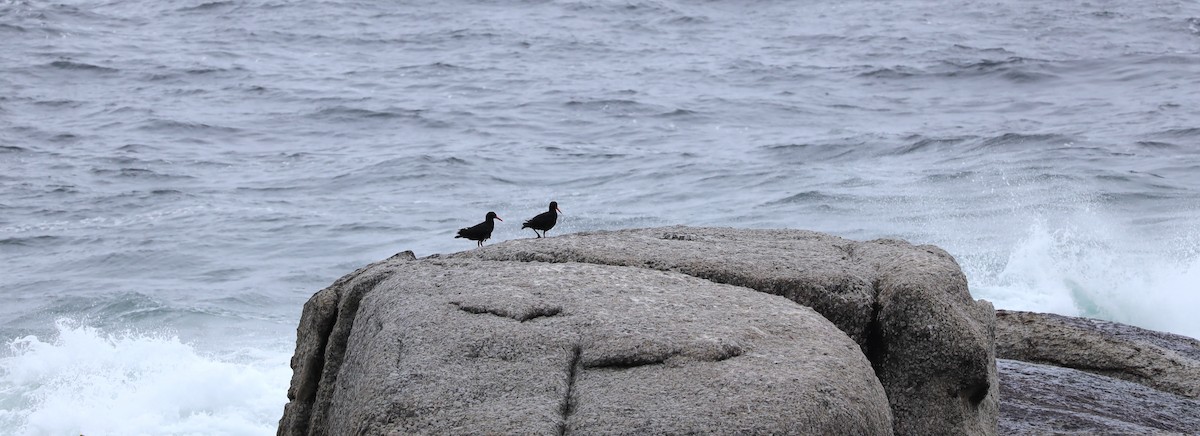 African Oystercatcher - ML636838334