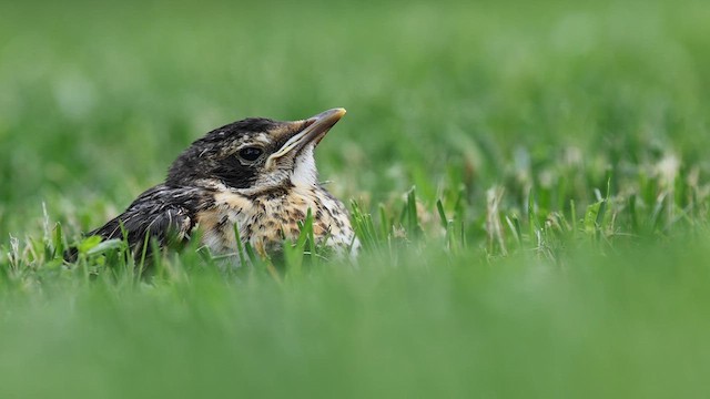 American Robin - ML636838348