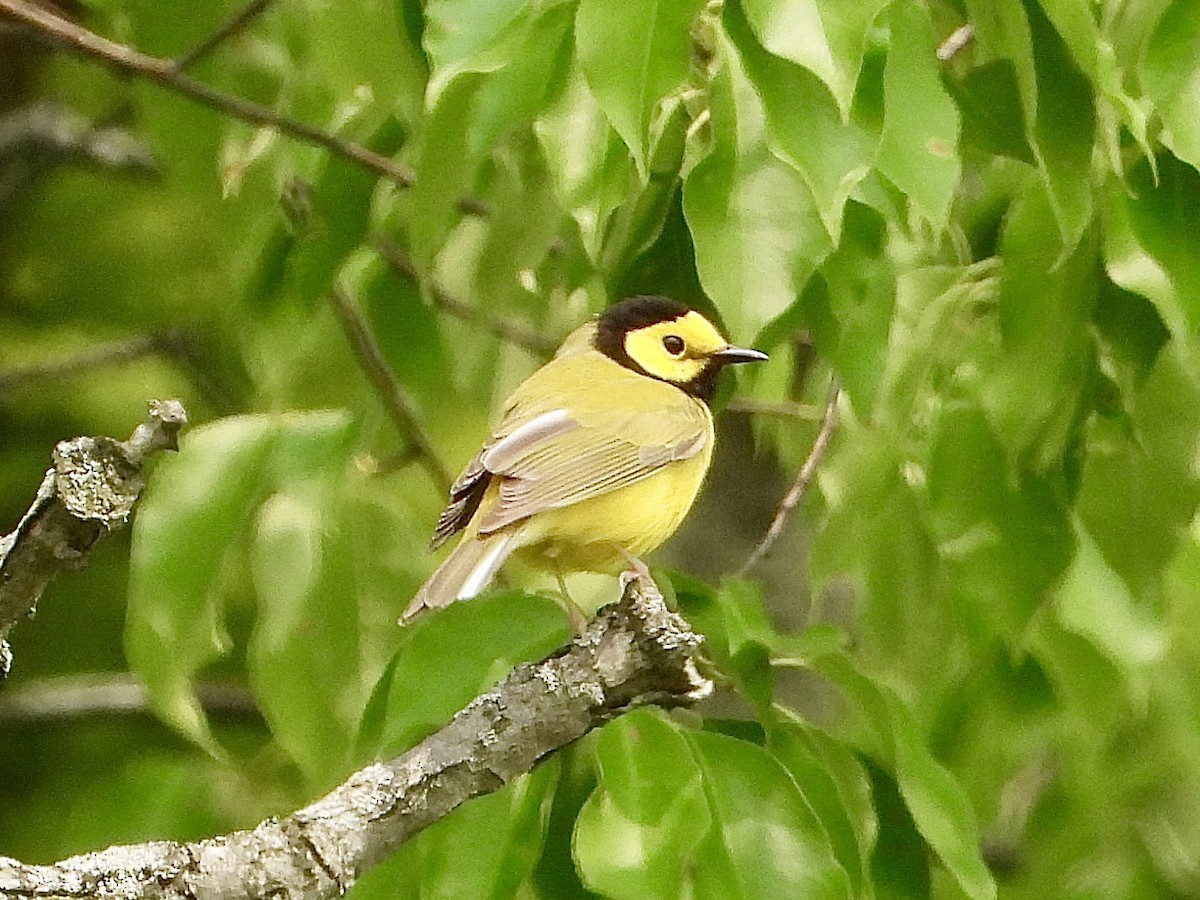 Hooded Warbler - ML636838349