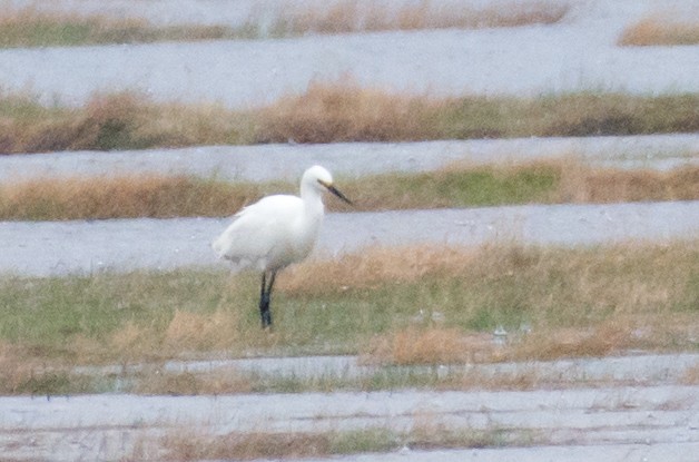 Snowy Egret - ML636838389
