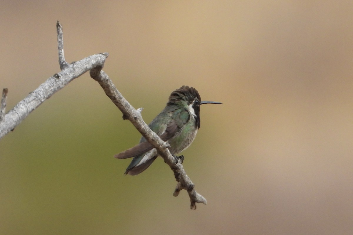 Costa's Hummingbird - ML636838654