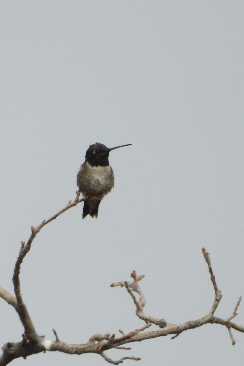 Black-chinned Hummingbird - ML636838669