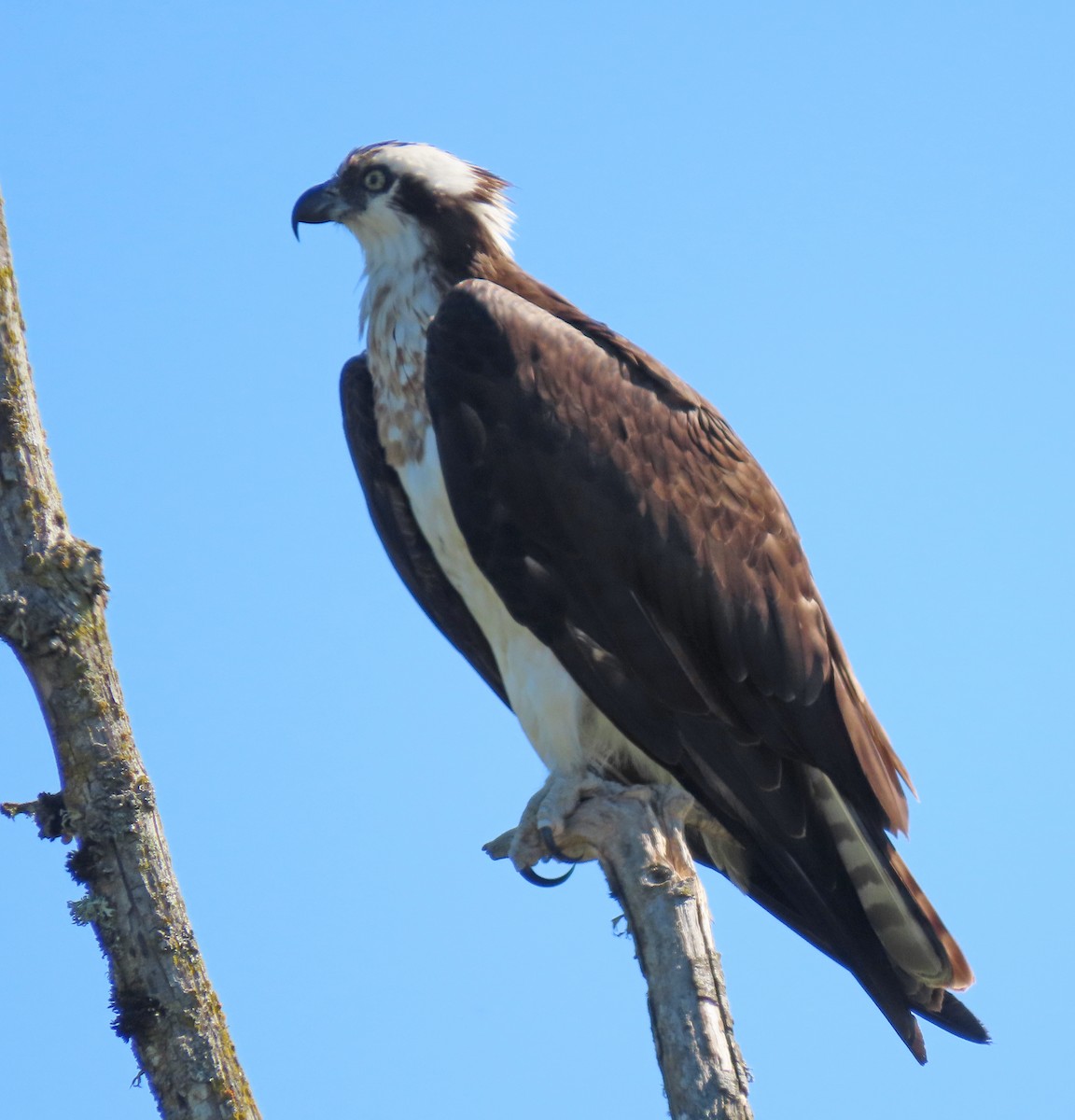 Osprey - ML636838676