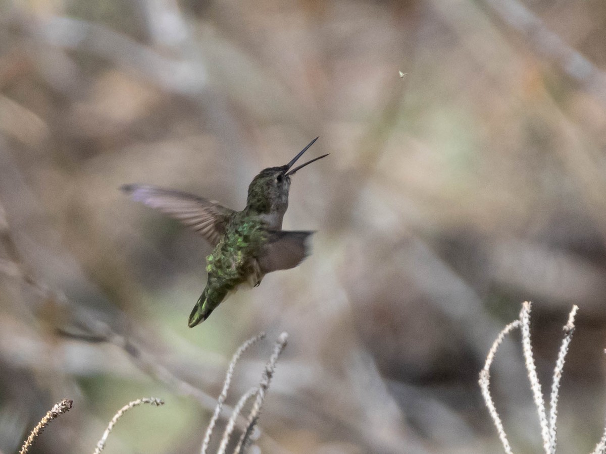 Broad-tailed Hummingbird - ML636838684