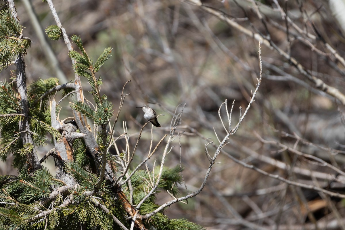 Broad-tailed Hummingbird - ML636838685