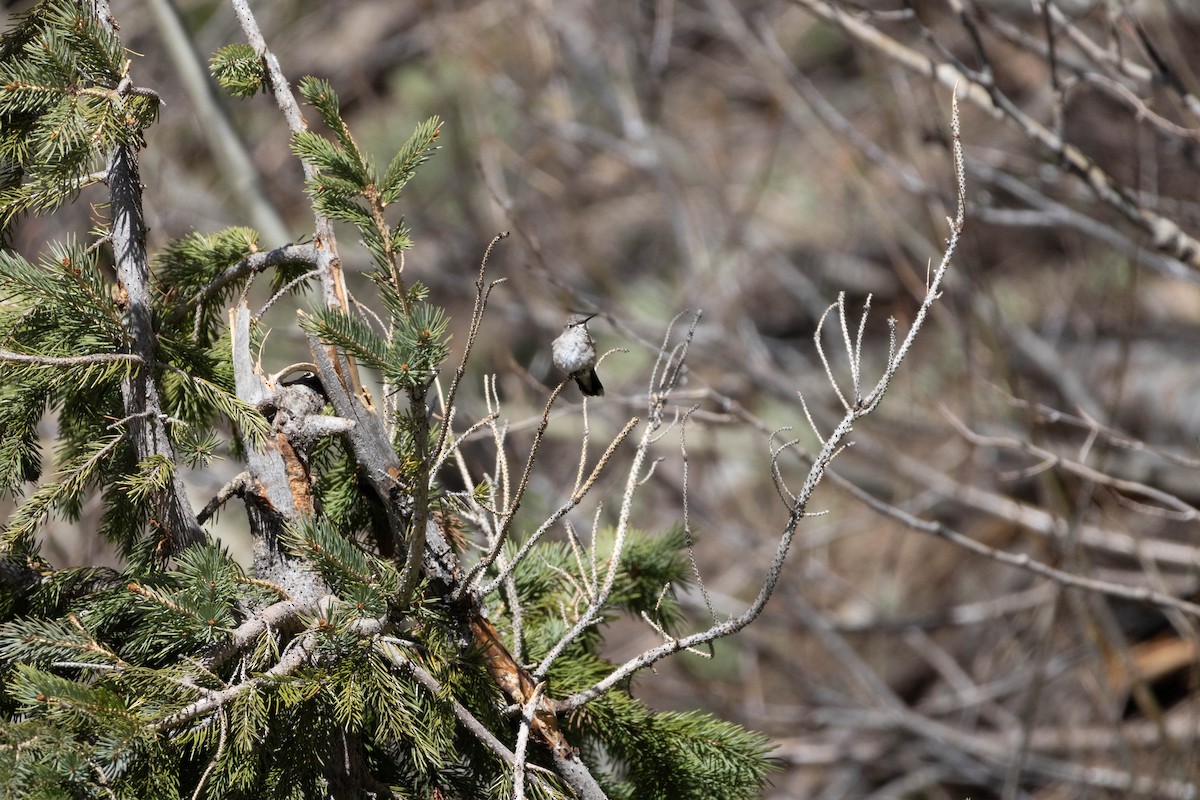 Broad-tailed Hummingbird - ML636838686
