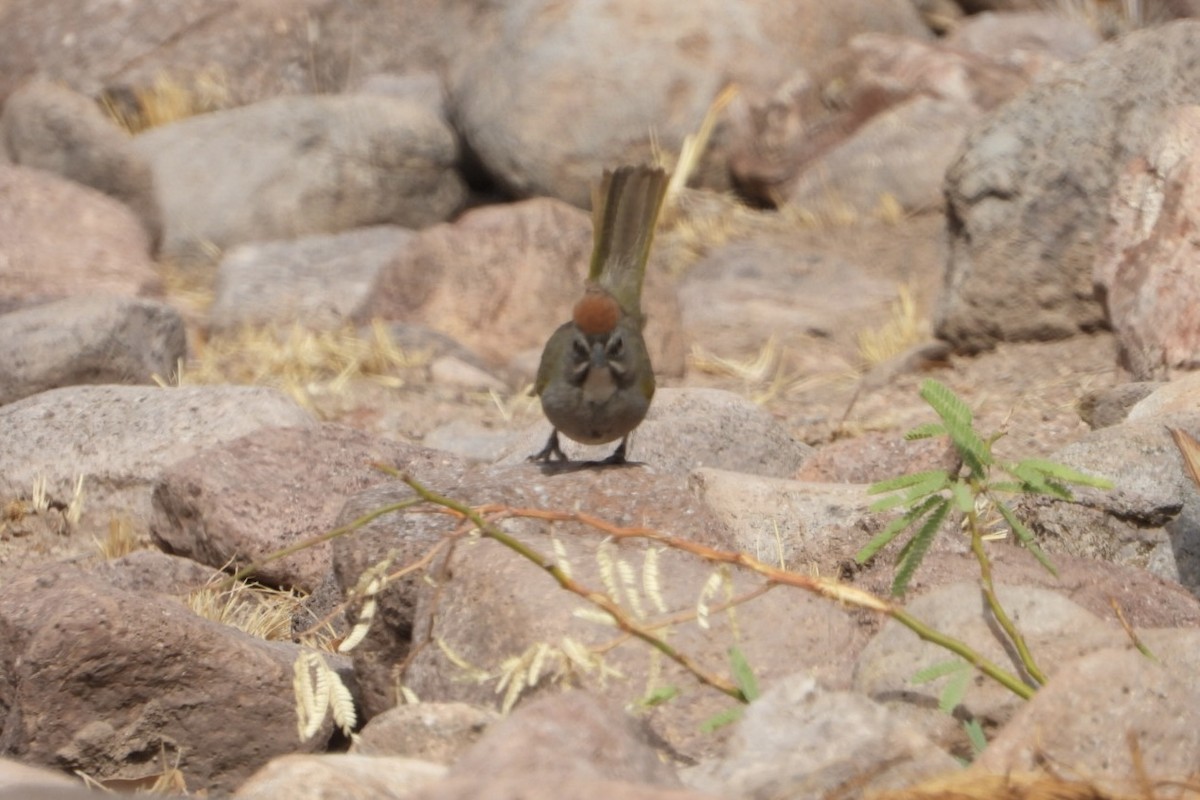 Green-tailed Towhee - ML636838722