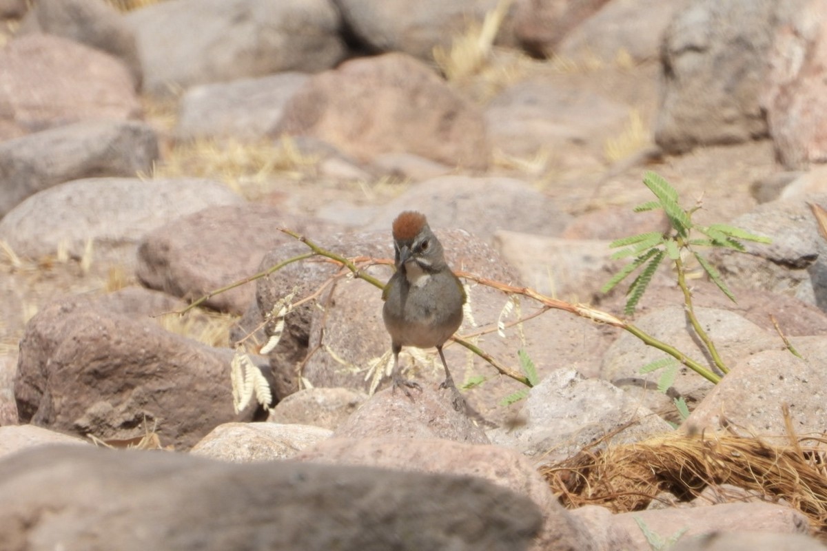 Green-tailed Towhee - ML636838723