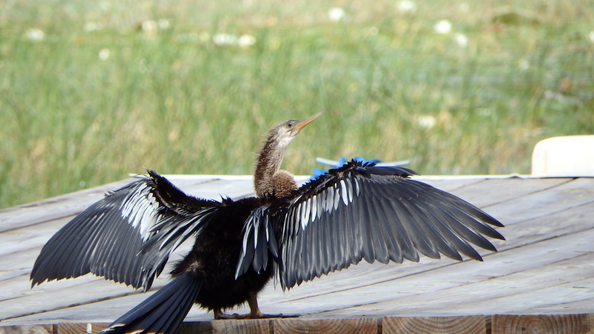 Anhinga - ML636838735