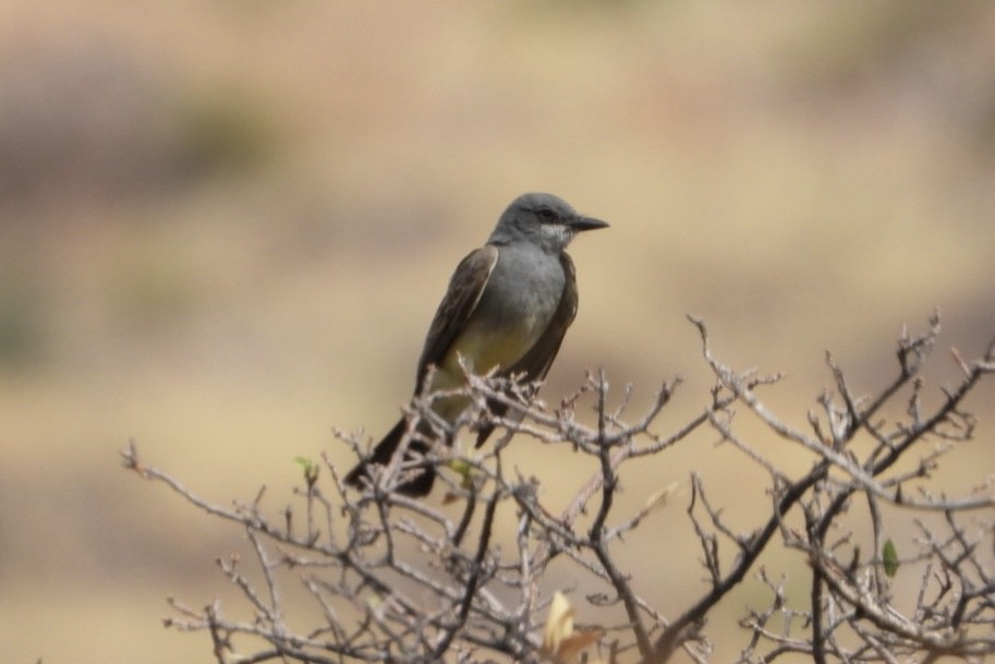 Cassin's Kingbird - ML636838754
