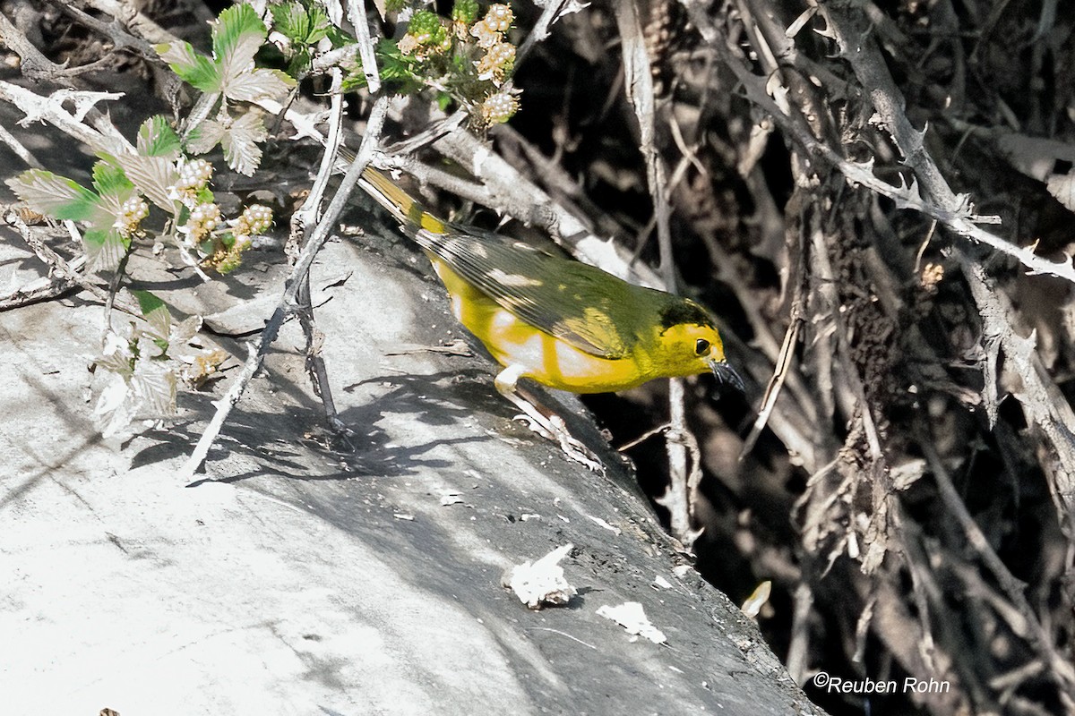 Hooded Warbler - ML636838773
