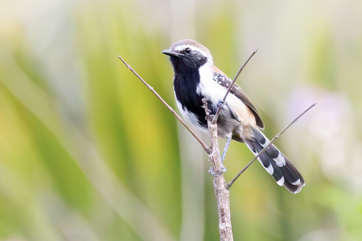 Rusty-backed Antwren - ML636838939