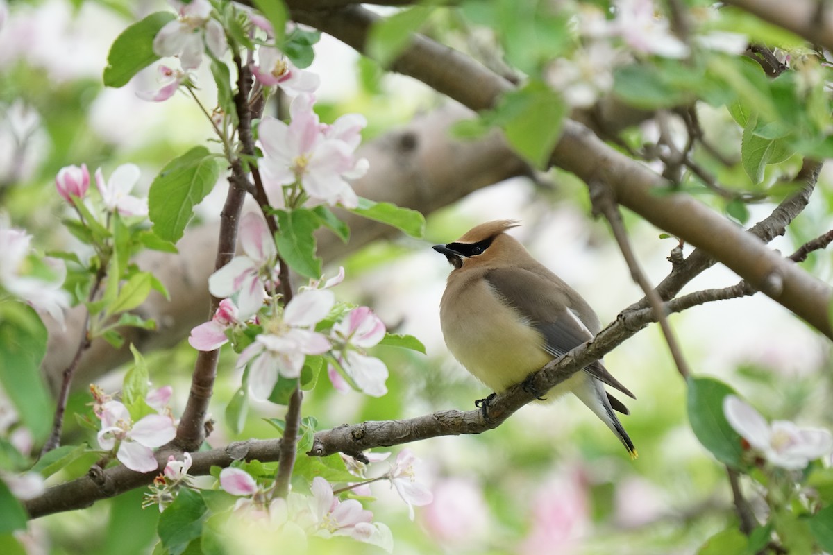 Cedar Waxwing - ML636839075