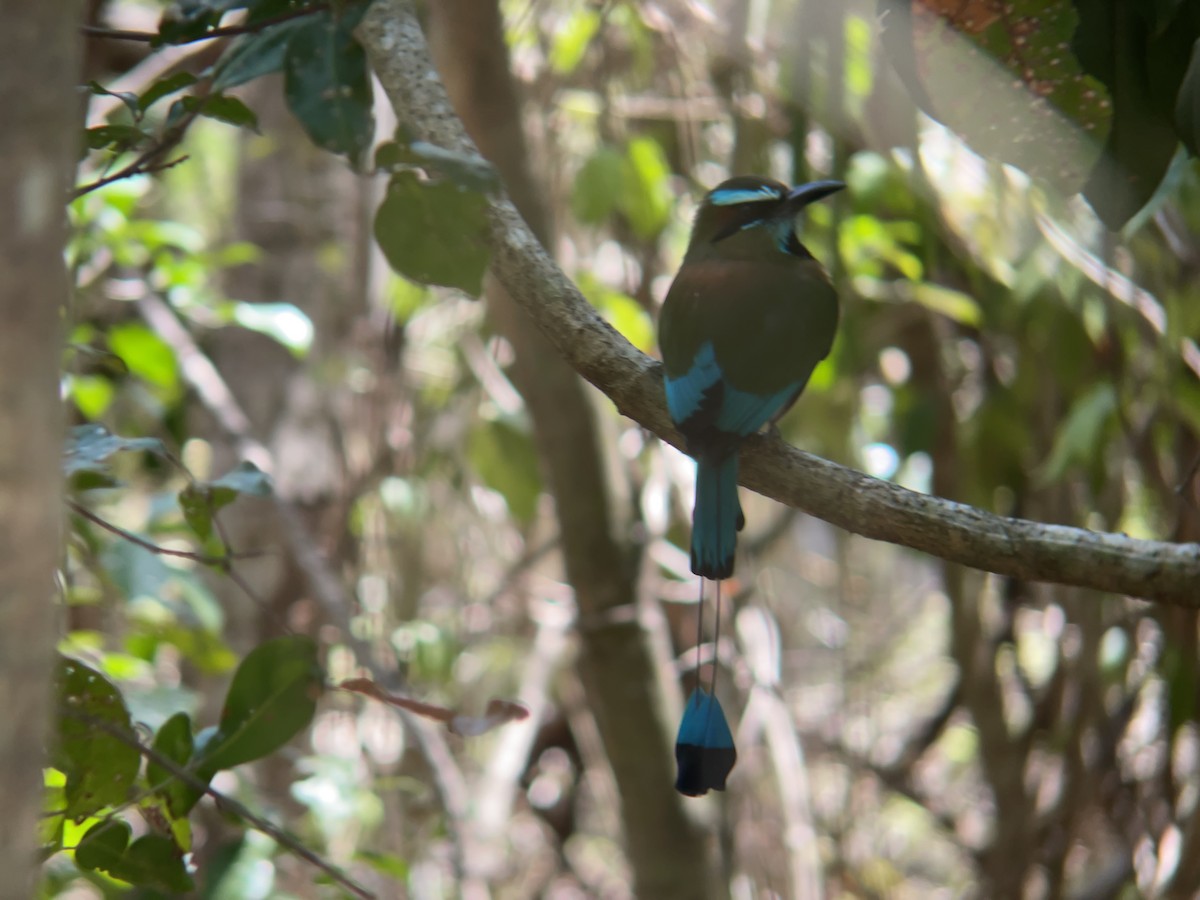 Turquoise-browed Motmot - ML636839078