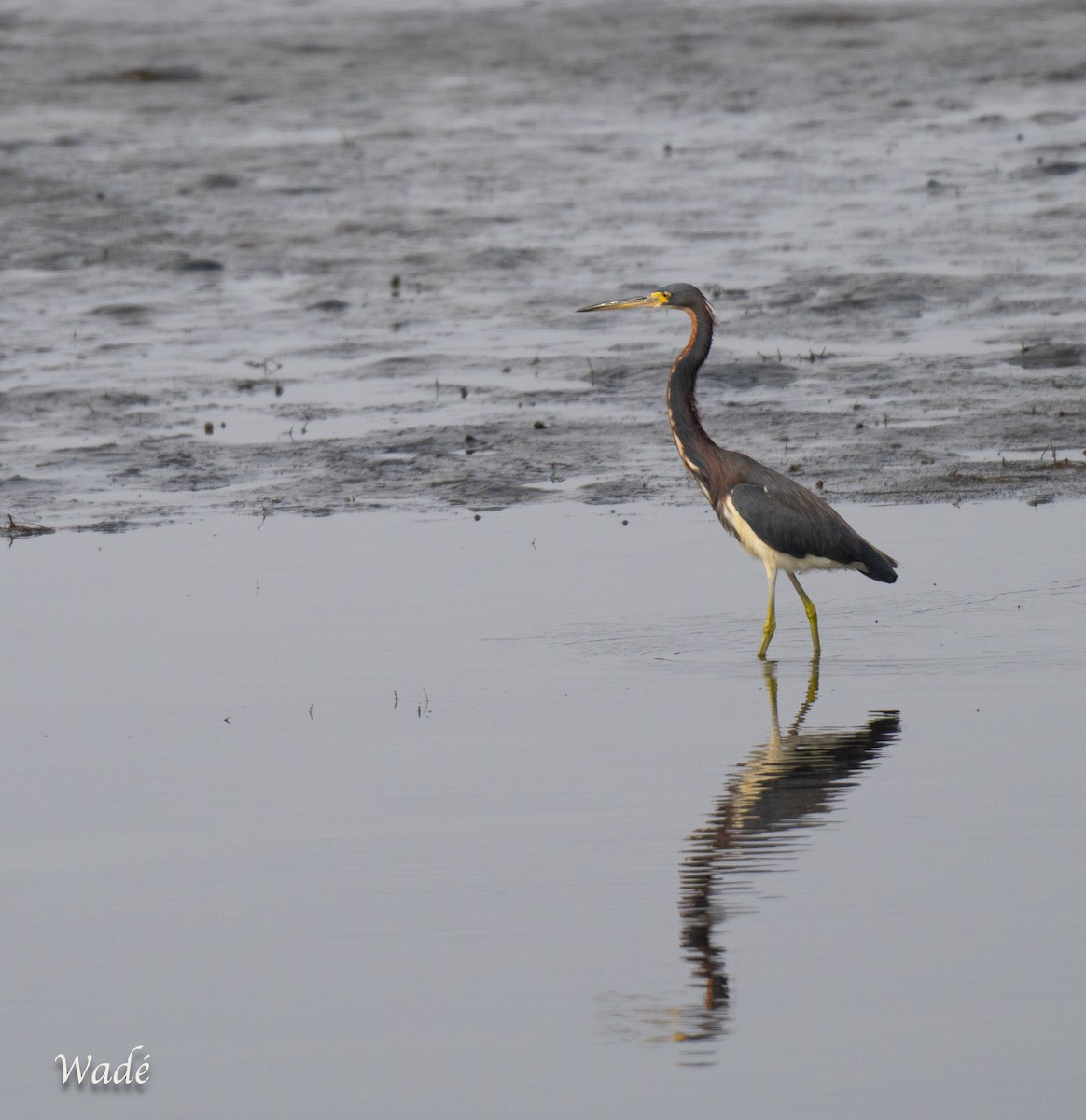 サンショクサギ - ML636839153