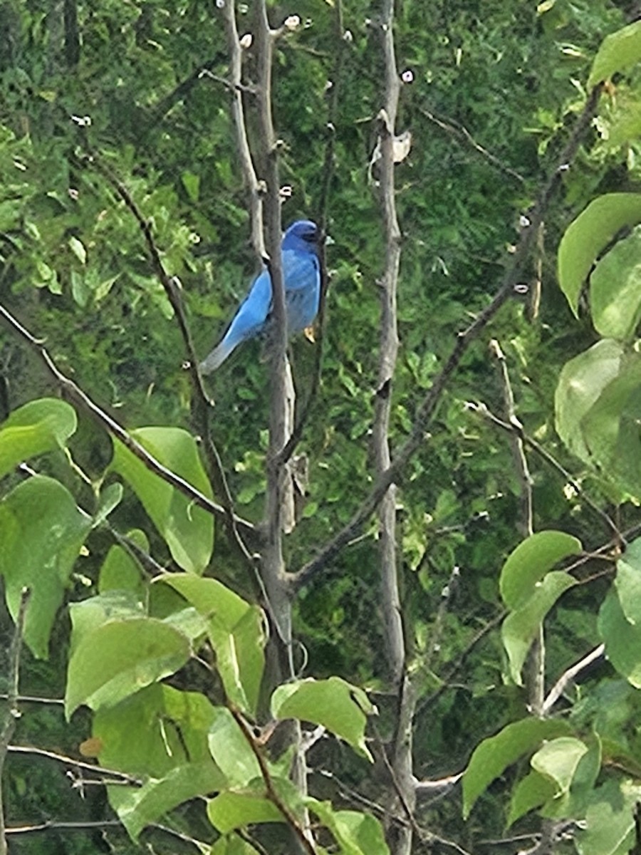 Indigo Bunting - ML636839259