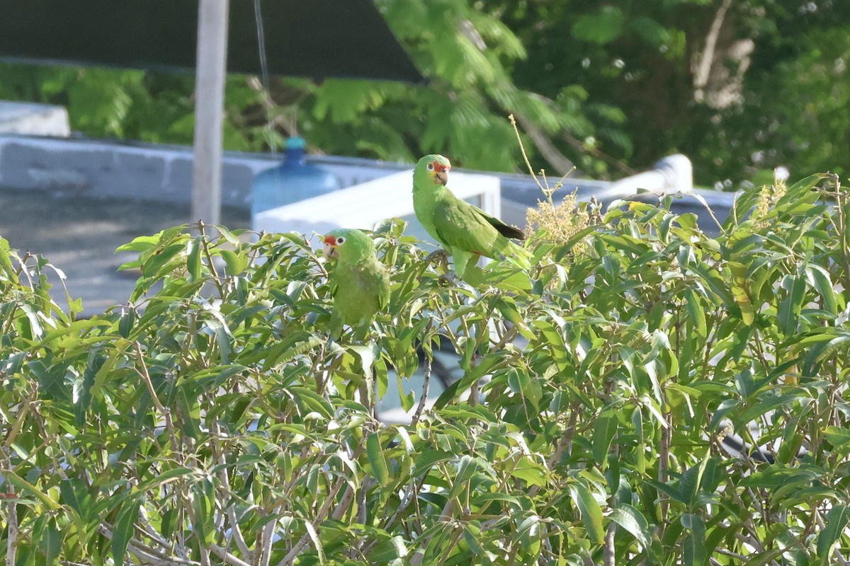 Red-lored Amazon - ML636839296
