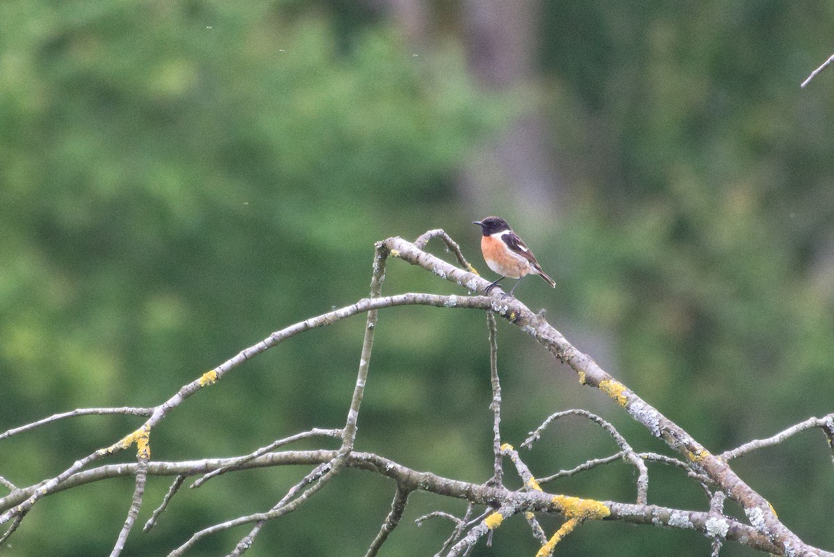 European Stonechat - ML636839374