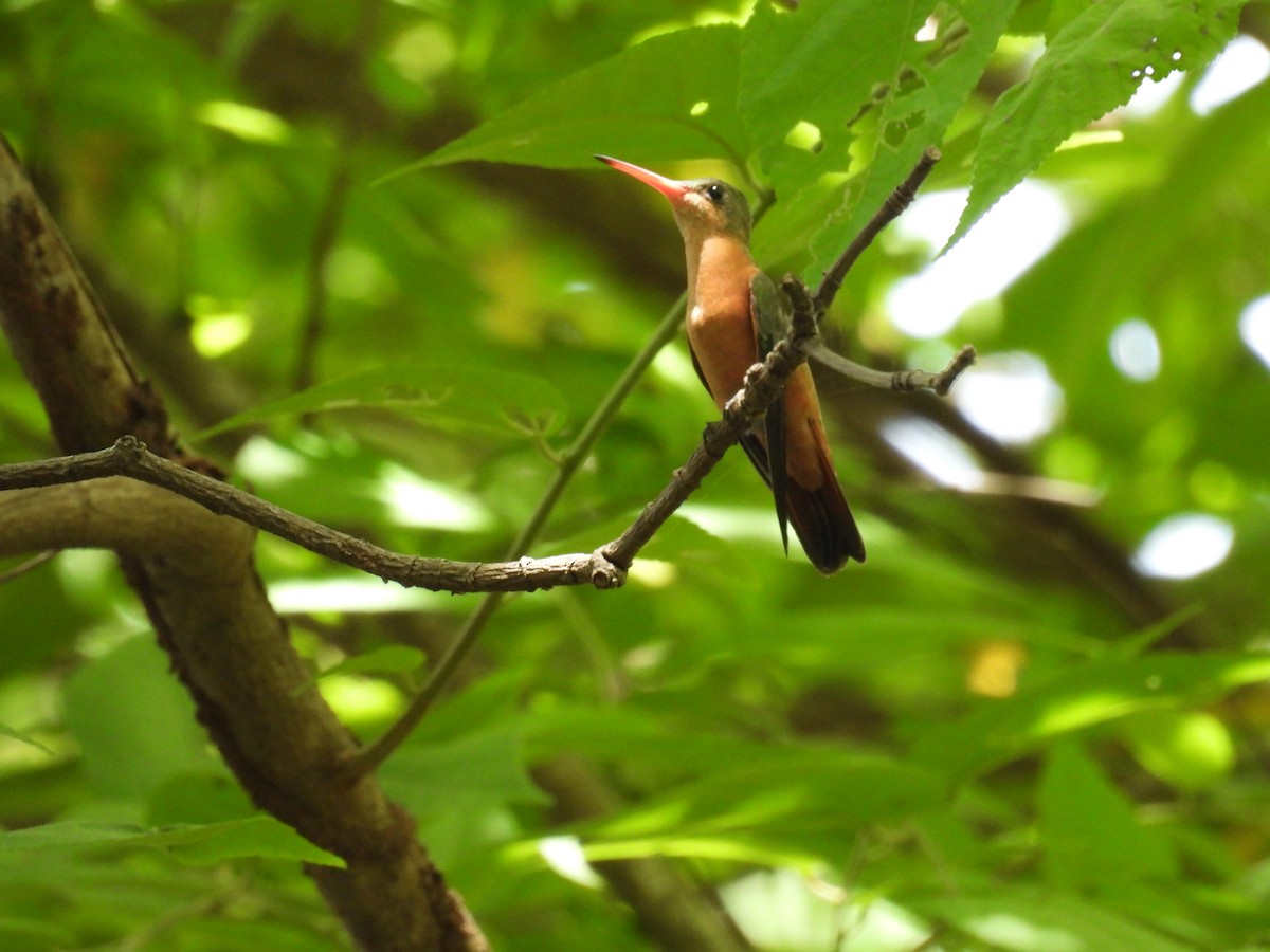 Cinnamon Hummingbird - ML636839397