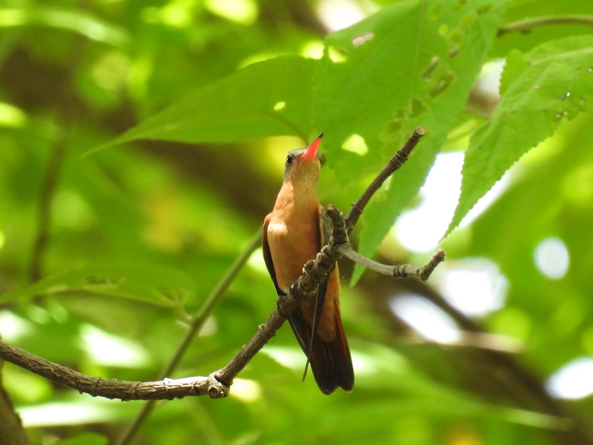 Cinnamon Hummingbird - ML636839402