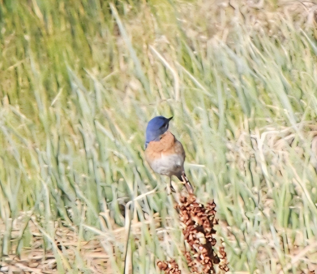 bluebird sp. - ML636839426