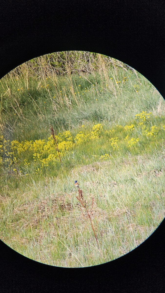 bluebird sp. - ML636839427