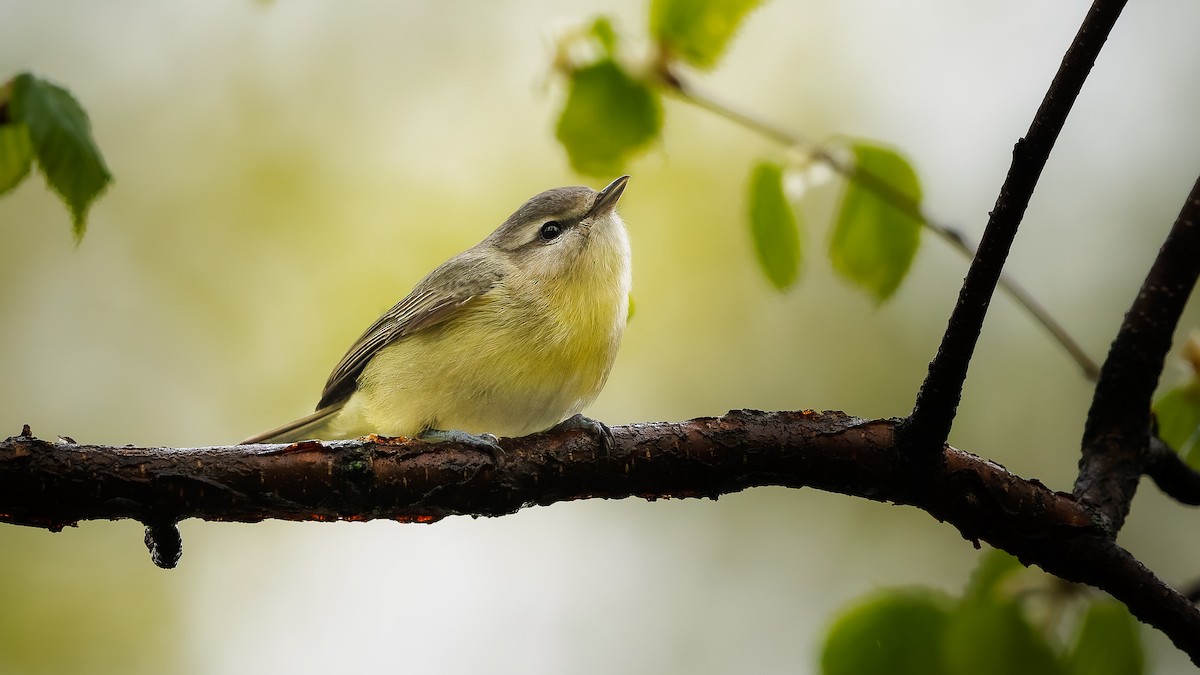 Philadelphia Vireo - ML636839449